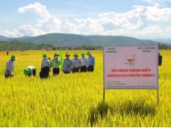 Giống lúa TBR97 thể hiện nhiều ưu điểm trên chân đất nghèo dinh dưỡng