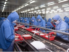 Shrimp exports recover well at the end of the year