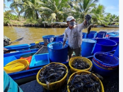 Delighted with the new fiscal year's rice shrimp crop