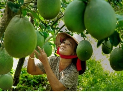 Preparing for the opening of New Zealand's market for Vietnamese fresh fruits