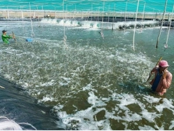 30% of Vietnam’s shrimp export turnover comes from Ca Mau