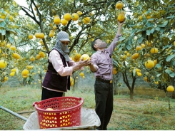 Việt Nam's agricultural produce to China fully traceable