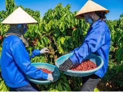 VnSAT contributes to Vietnam's coffee industry's transformation