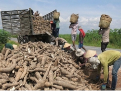 Cassava enterprises seek help from PM as GDT asks to verify foreign clients
