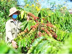 The VnSAT programme efficiently boosts coffee production