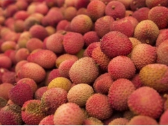 Lychee genome tells a colorful story about a colorful tropical fruit
