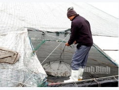 Nông dân Kim Sơn thu nhập khá nhờ mở rộng diện tích nuôi tôm vụ đông