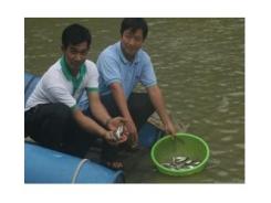 RIA 2 Giao 101.000 Cá Tra Bố Mẹ Cho Đồng Bằng Sông Cửu Long