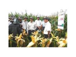 Ngô GS8 Lãi Gần 30 Triệu/ha