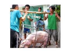 4,4% Mẫu Thịt Và Gan Heo Nhiễm Chất Cấm