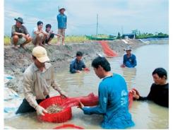 Bảo Hiểm Nông Nghiệp: Thêm Động Lực Cho Người Nuôi Tôm