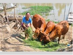 Dự Án “Chăn Nuôi Bò Sinh Sản, Đảm Bảo Vệ Sinh Môi Trường” Có Hiệu Quả Ở Đồng Tháp