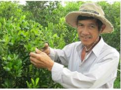 Trồng Tắc Đạt Hiệu Quả Cao