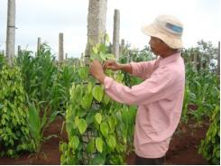 Trồng Tiêu Trên Trụ Cóc Rừng Ở Bình Thuận