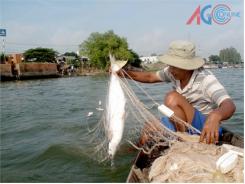 Ngư Dân Đánh Lưới Được Nhiều Cá Bông Lau To