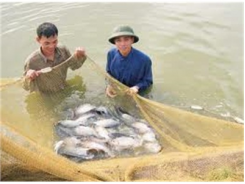 Các Loại Giống Cá Rô Phi Nuôi Tại Đồng Bằng Sông Cửu Long