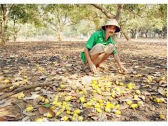 Điều Ghép Cho Năng Suất Cao