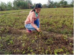 Ninh Thuận Triển Vọng Cây Râu Mèo