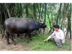 Chăn Nuôi Trâu, Bò Cần Lối Đi Bền Vững