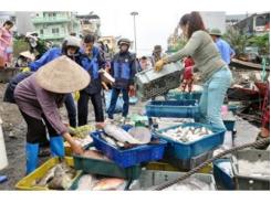 Quảng Ninh Khai Thác Thuỷ Sản Những Tháng Đầu Năm Sản Lượng Khá, Giá Ổn Định