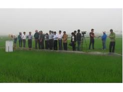 Mô Hình Sản Xuất Lúa Giảm Phát Thải Khí Nhà Kính Tại Thanh Tân (Thái Bình)