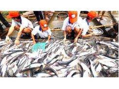 Giá Cá Tra Tăng, Người Nuôi Lãi Khoảng 3.000 Đồng/kg