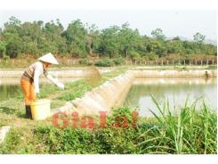 Thế Mạnh Mới Của Nông Nghiệp Gia Lai