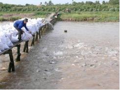 Những Lưu Ý Khi Nuôi Thâm Canh Cá Tra Trong Ao Đất