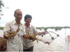 Kỹ Thuật Nuôi Cua Thương Phẩm Trong Ao Đất