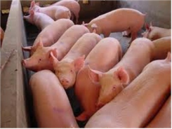 Hơn 3,6 Tỷ Đồng Bồi Thường Cho Đàn Bò Và Lợn