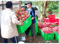 Giá Thanh Long Ruột Đỏ Giảm Hơn Một Nửa