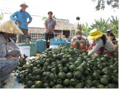 Cam Sành Lãi Trên 1 Tỷ/ha