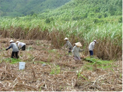 Công Ty Cổ Phần Đường Bình Định