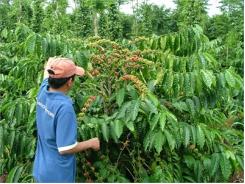 Phòng Trừ Một Số Bệnh Hại Cây Cà Phê