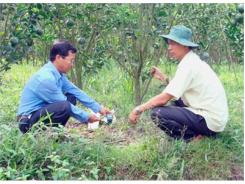 Châu Thành (Hậu Giang) Phát Huy Thế Mạnh Cây Trồng Giá Trị