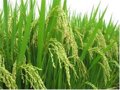 Công Nghệ Phân Huỷ Rơm Rạ Tại Ruộng Để Làm Phân Bón
