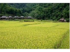 Cách Làm Mới Cứu Lúa Trên Đất Nuôi Tôm
