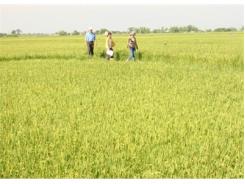 Bón Phân Đúng Cách Mang Lại Hiệu Quả Cao