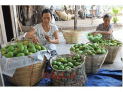 Xoài Phú Bổn Vào Mùa Chín Quả