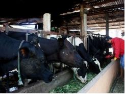 Lâm Hà (Lâm Đồng) hỗ trợ người chăn nuôi bò sữa