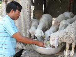 Hiệu quả mô hình cừu “Tam nông”