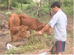 Một số lưu ý khi khởi sự nuôi bò sữa ở nông hộ