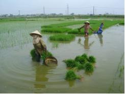 Đất chuyên trồng lúa nước được hỗ trợ 1 triệu đồng/ha/năm