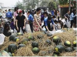 Người Hà Nội mua dưa hấu ủng hộ nông dân Quảng Nam