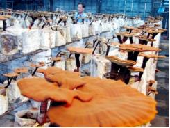 Cơ sở sản xuất nấm linh chi lớn nhất Đông Triều (Quảng Ninh)