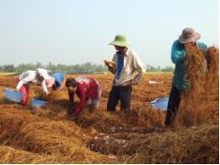 Những thay đổi trong nghề trồng nấm rơm ở huyện Lai Vung (Đồng Tháp)