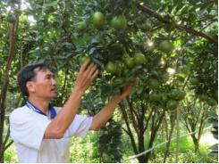 Chủ động các biện pháp bảo vệ vườn cây ăn trái mùa nắng nóng
