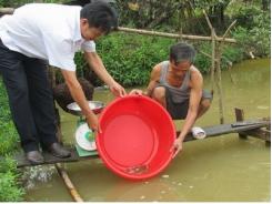 Triển vọng nuôi cá chạch ở Đạ Huoai (Lâm Đồng)