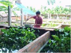 Huyện Phước Long (Bạc Liêu) nghiệm thu mô hình nuôi lươn trong bể lót bạt bằng giá thể