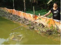 Nuôi thâm canh lươn trong bể bạt